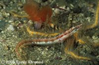 Pikeblenny