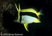 Scythe_butterflyfish