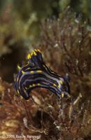 Sorcerers_nudibranch