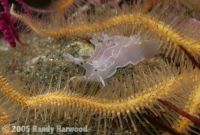 Tritons_Nudibranch