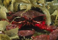 crab-in-kelp