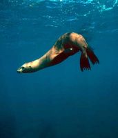 sea-lion-at-surface