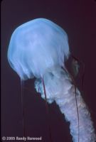 Brown_Jellyfish