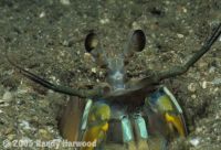 Mantis_Shrimp
