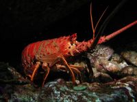 lobster_california_spiny_RCarlson_P6300248